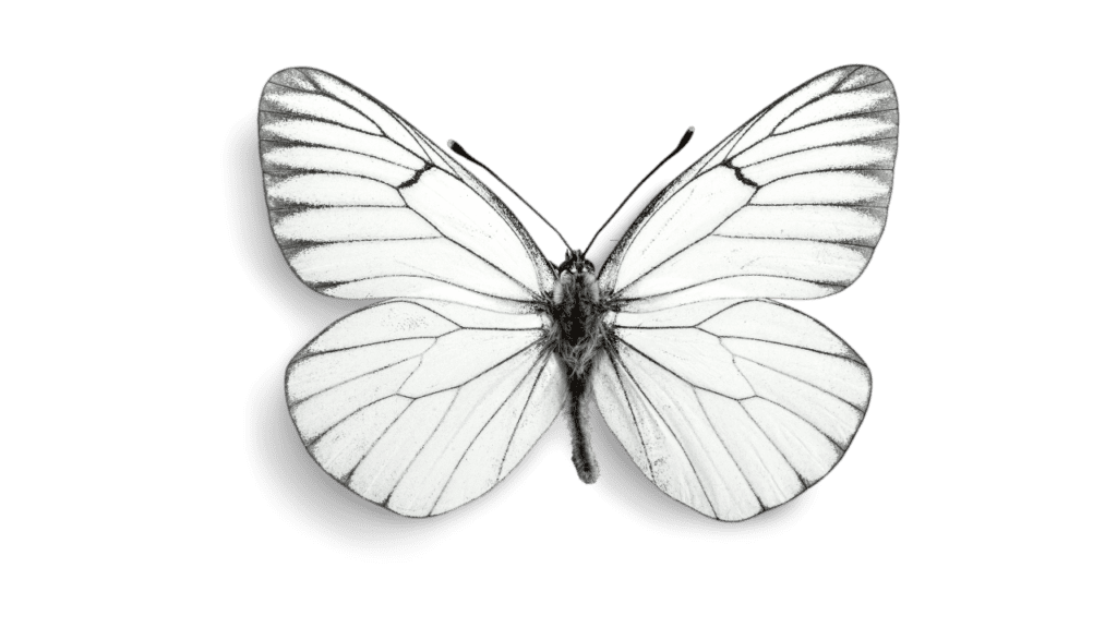 White Butterfly Spiritual Meaning