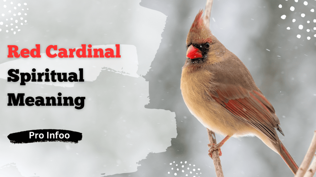 Red Cardinal Spiritual Meaning