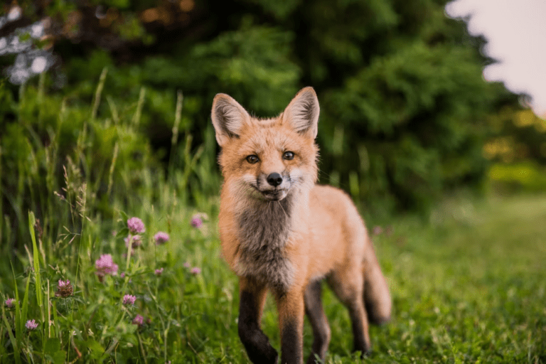 Fox Spiritual Meaning