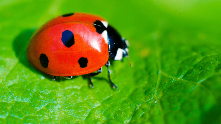 Ladybug Spiritual Meaning