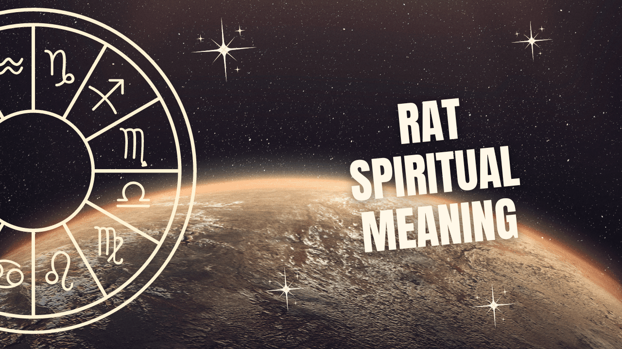 Rat Spiritual Meaning