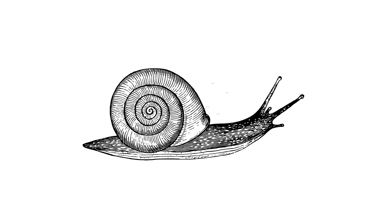 Spiritual Meaning Snail