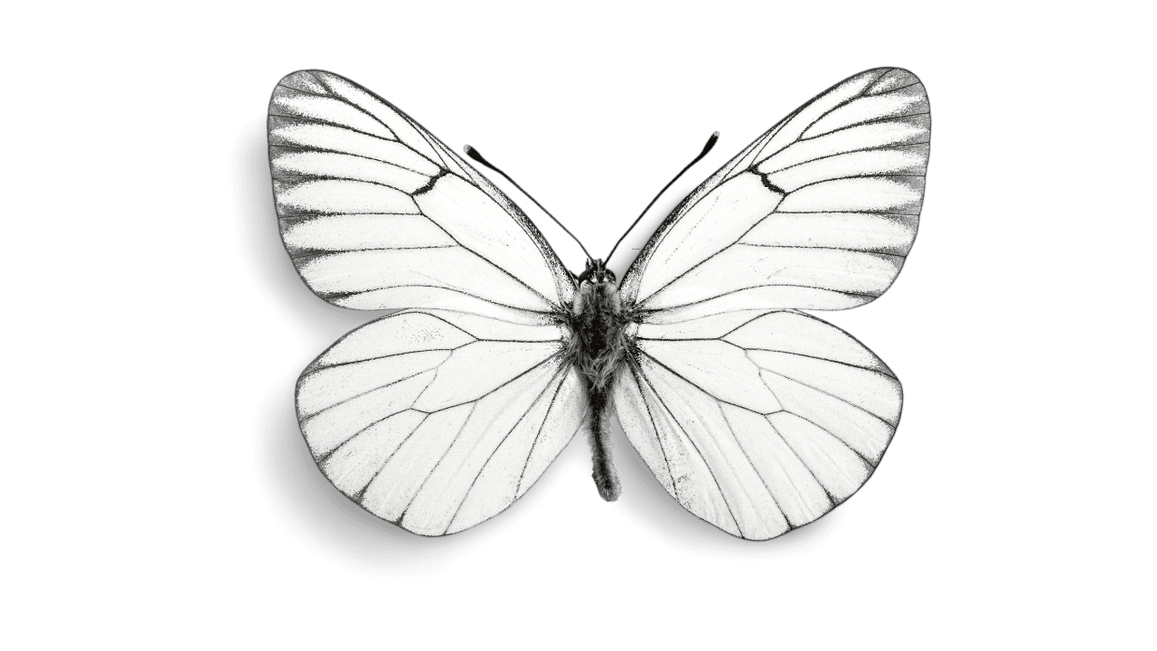 White Butterfly Spiritual Meaning