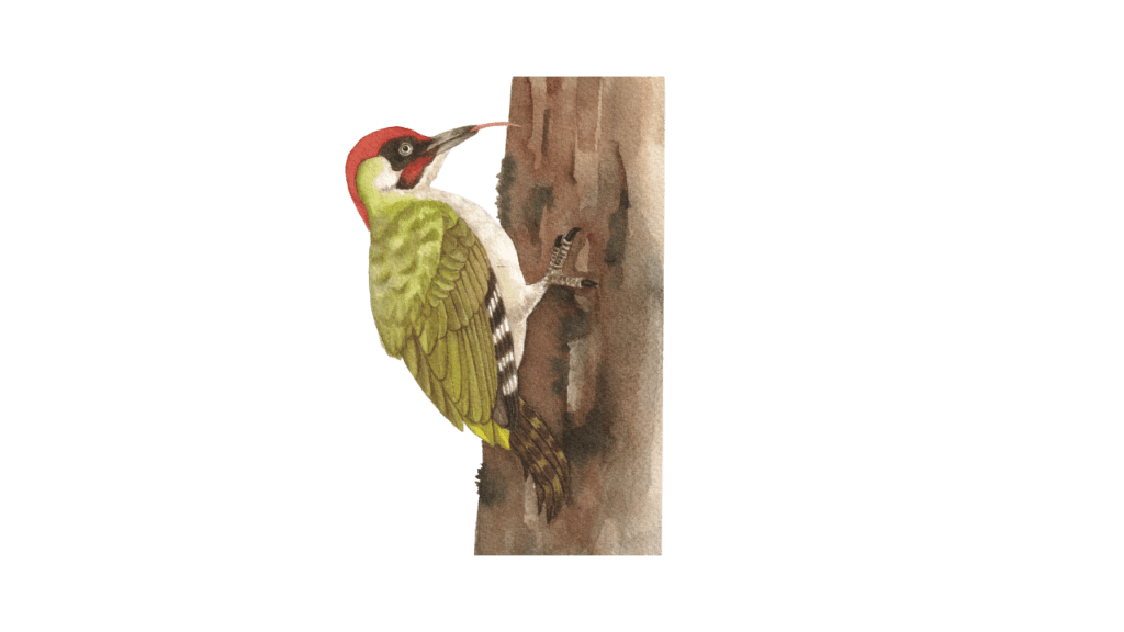 Woodpecker Meaning Spirituality