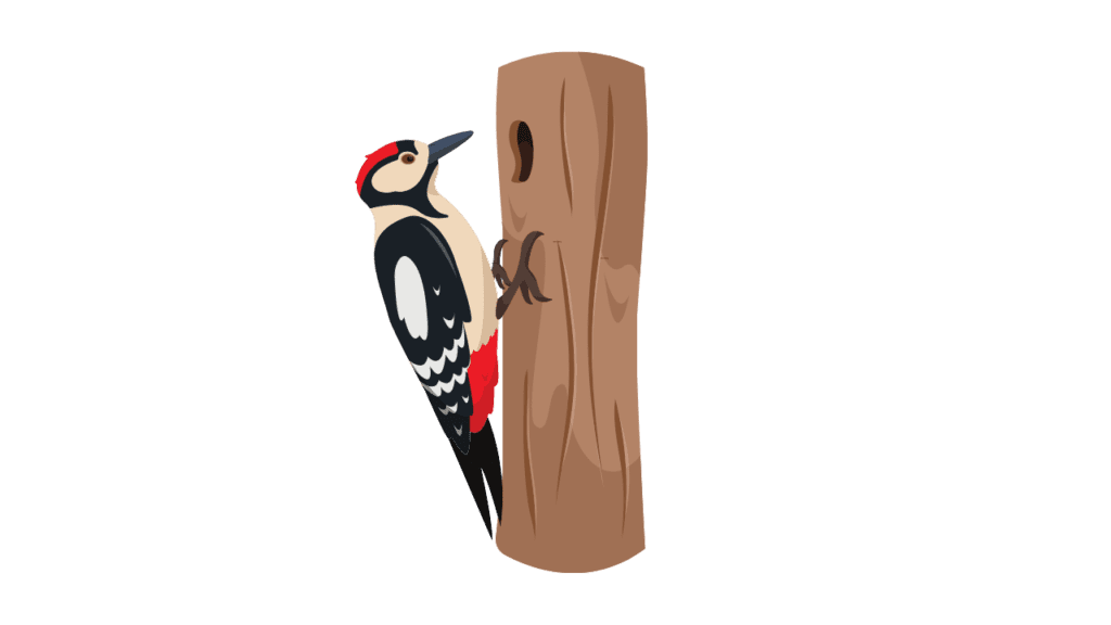 Woodpecker Meaning Spirituality