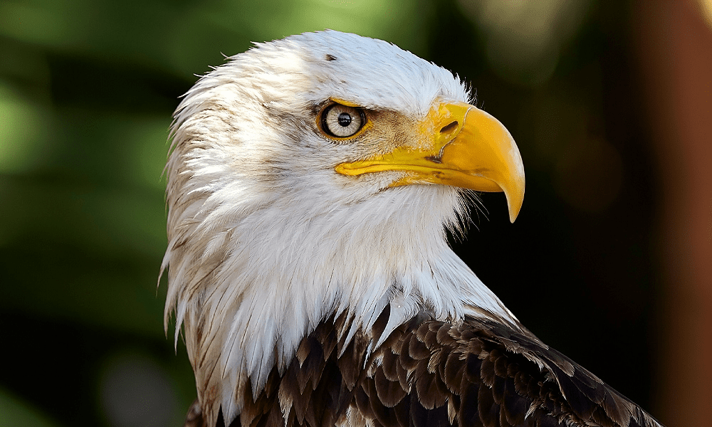 Golden Eagle Spiritual Meaning: