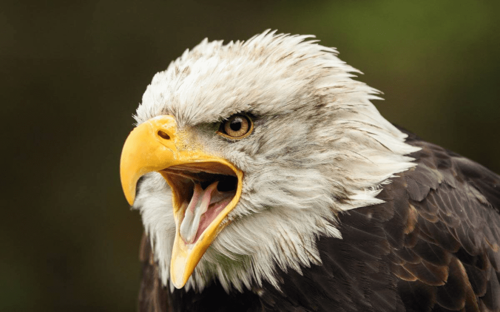 Golden Eagle Spiritual Meaning