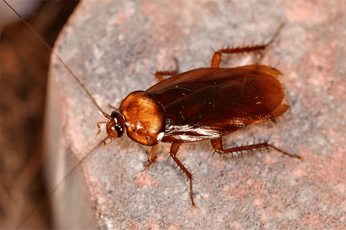 Spiritual Meaning of Cockroaches