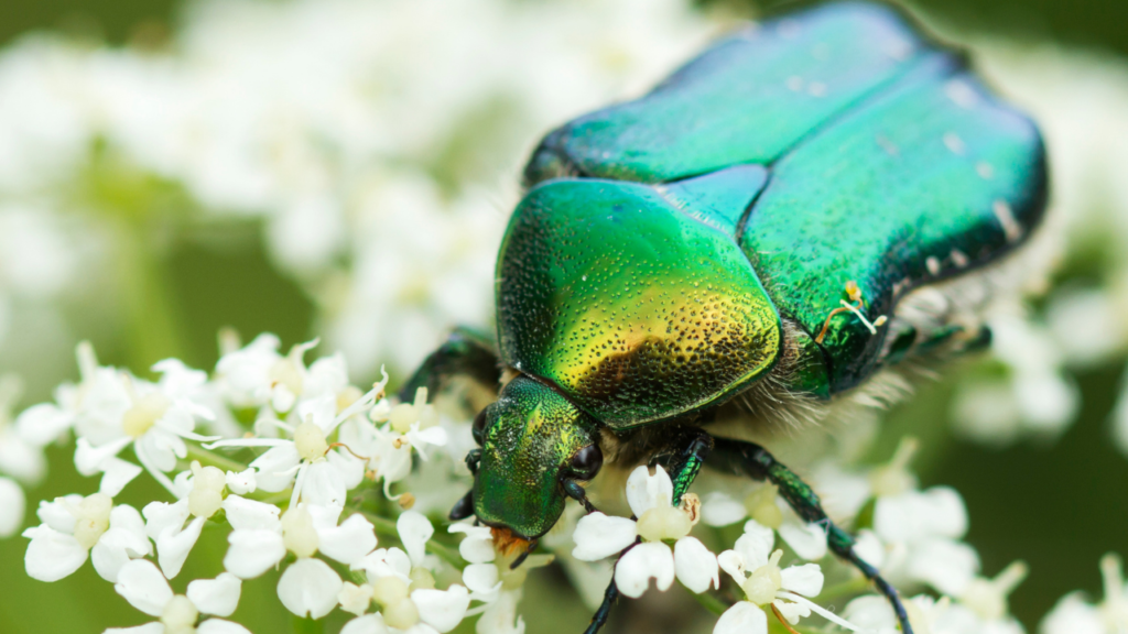 June Bug Spiritual Meaning