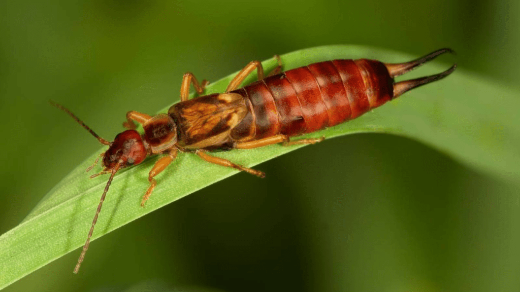 Earwig Spiritual Meaning