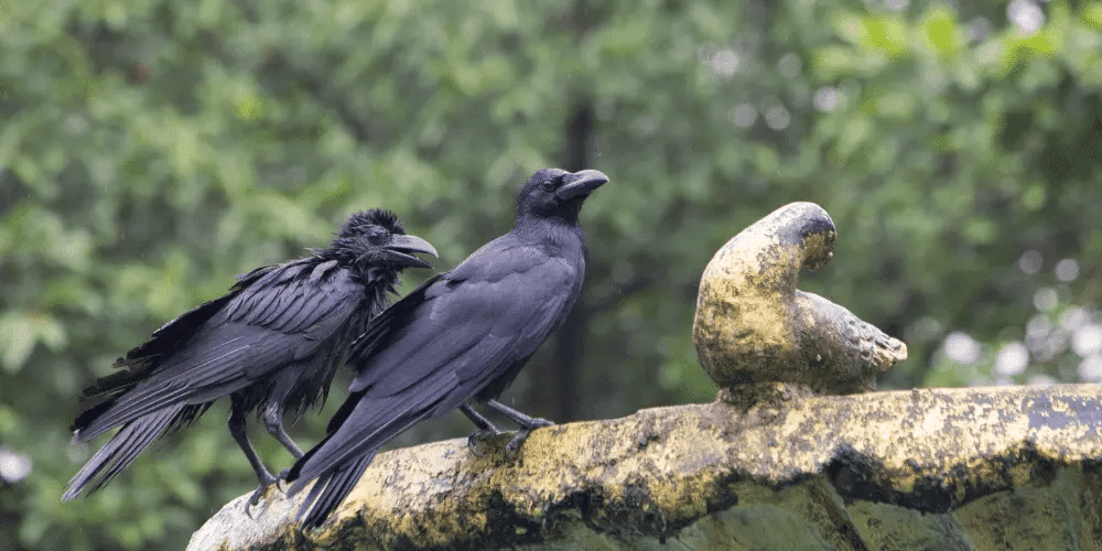 2 crows spiritual meaning