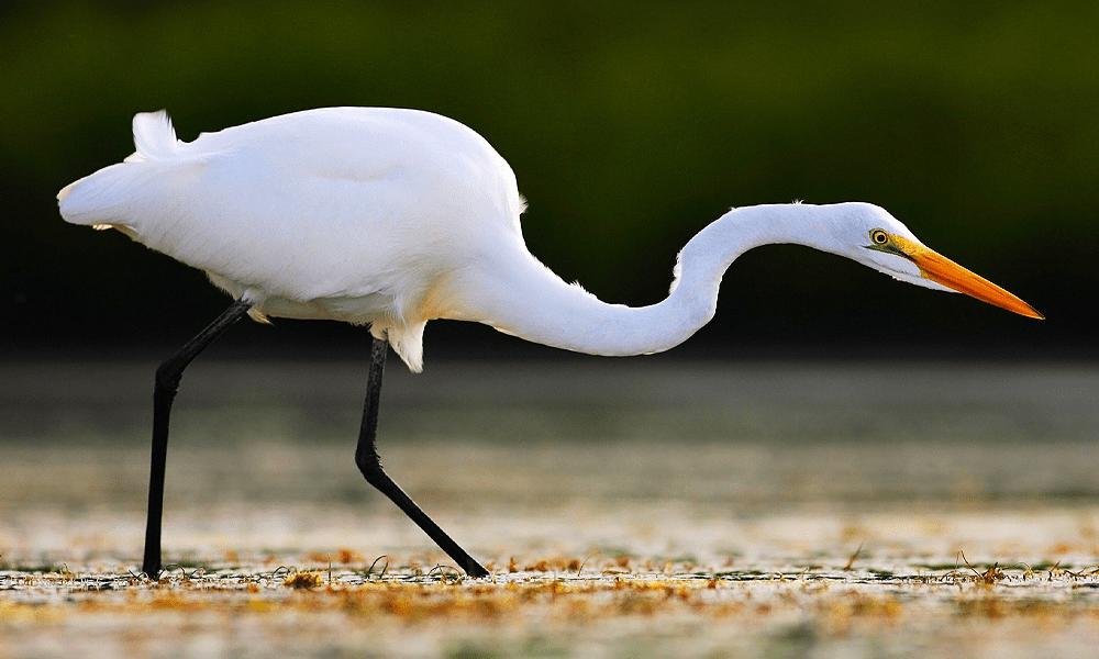 Egret Spiritual Meaning