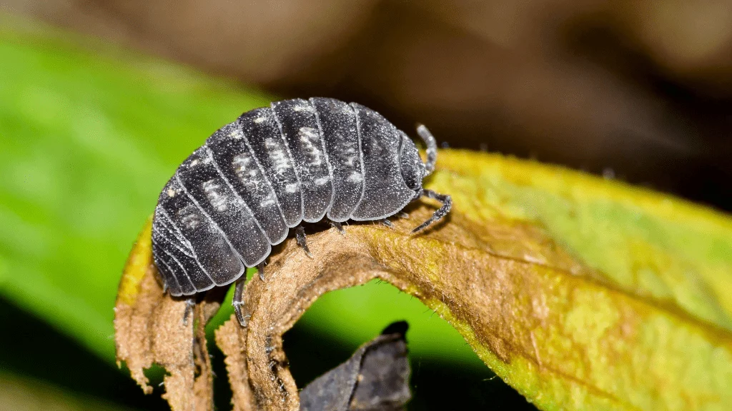 Spiritual Meaning Of Pill Bug In Home